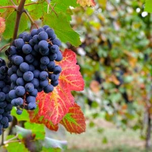 Lambrusco Wine Vinegar