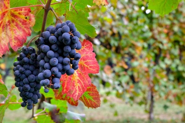 Lambrusco Wine Vinegar